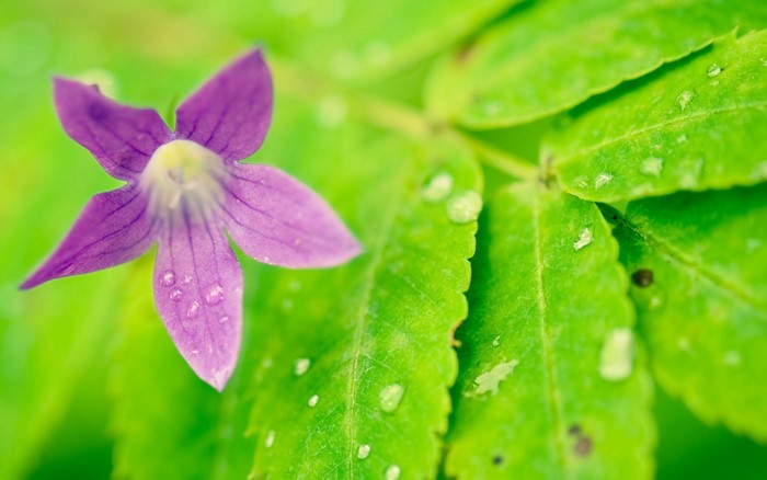 Close-up of Purple Wildflower and Dewy Green Leaves