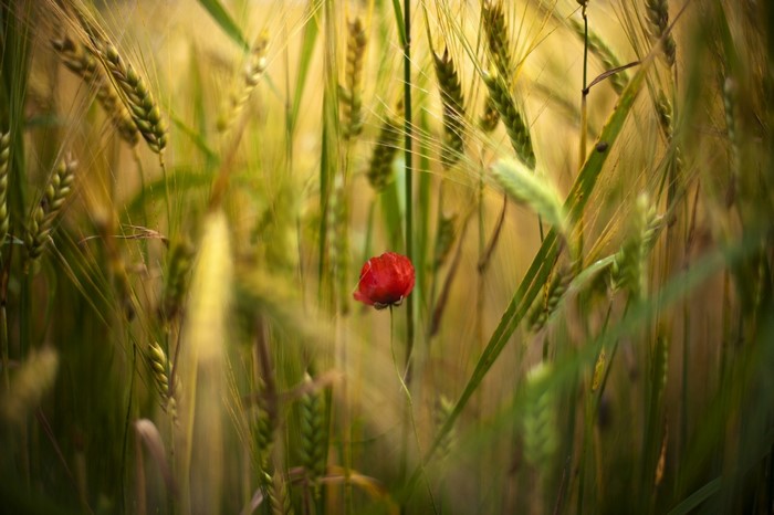 Red poppy flower in a wheat field