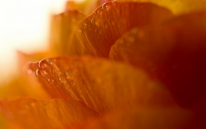 Macro photography of orange flower petals with water drops
