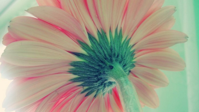 Close-up of a pink Gerbera flower from below