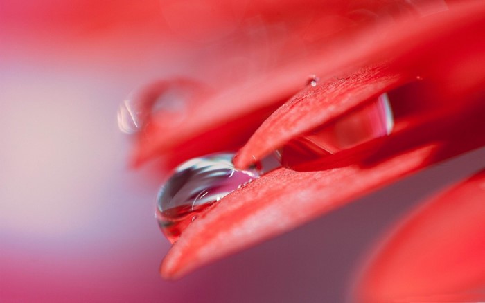 Macro photography of a water drop on a red flower petal