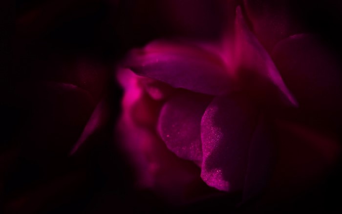 Close-up of a pink and purple flower petal