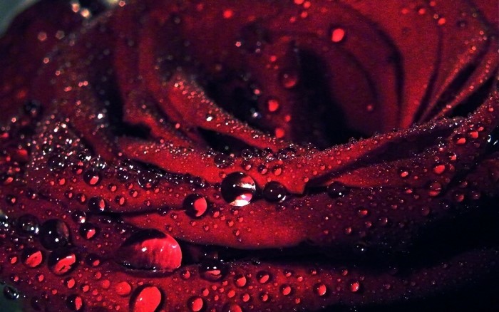 Close-up of a red rose with water droplets