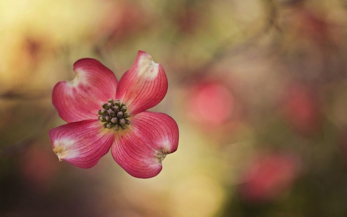 Pink Dogwood Flower Macro Photography