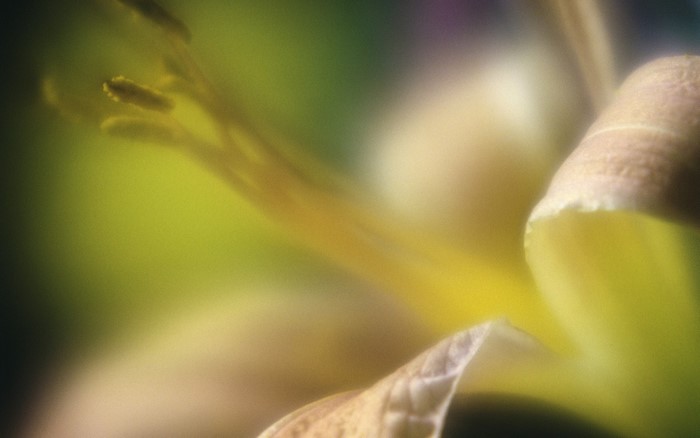 sunlight flowers nature reflection grass photography macro branch