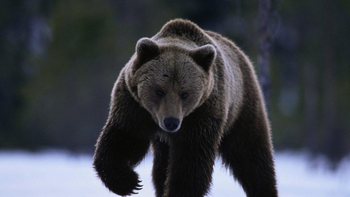 A brown bear walks in a snowy forest