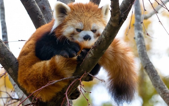Red panda resting on a tree branch