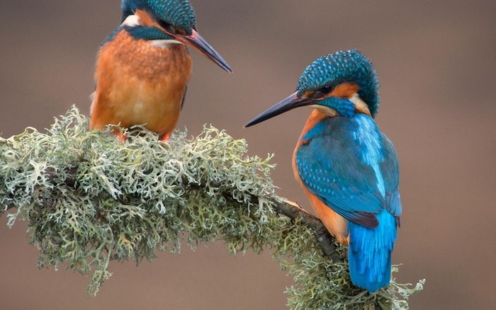 Two kingfishers perched on a lichen-covered branch