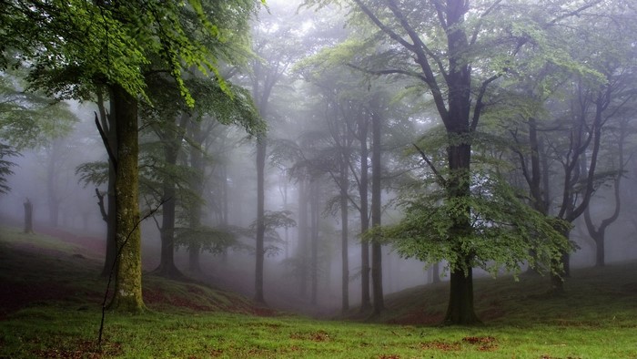 Misty forest with tall trees and green grass