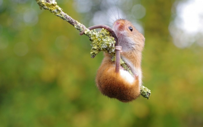 Harvest mouse hanging from a lichen-covered branch