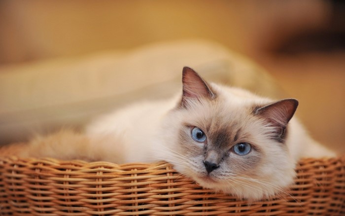 Blue-Eyed Cat Relaxing in Woven Basket