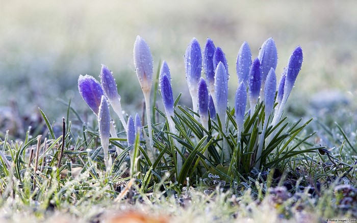 Purple crocuses covered in frost and dew