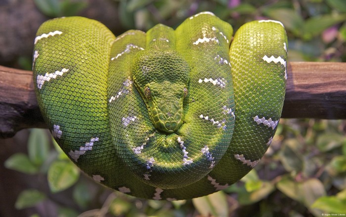 Emerald tree boa coiled on a branch