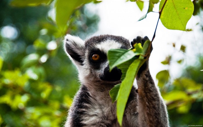 Ring-tailed lemur peeking through green leaves