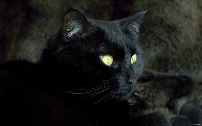 Close-up of a black cat with bright yellow eyes