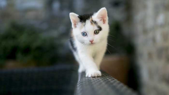 Kitten with heterochromia walking on a railing