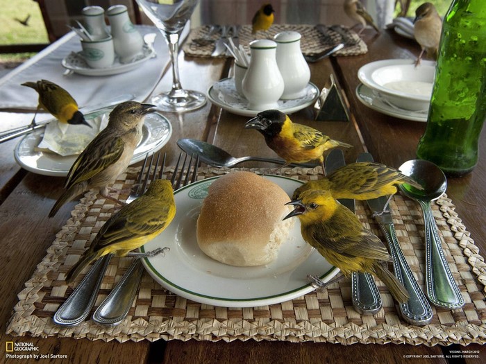 Birds eating at a table with bread and drinks