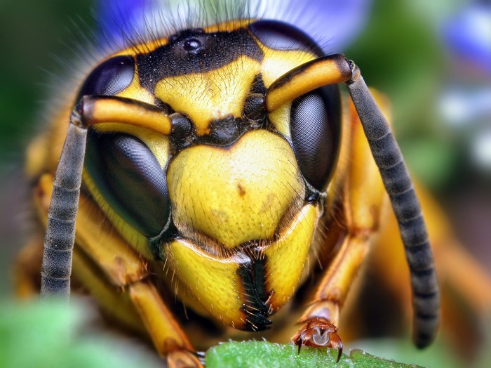 Extreme close-up of a yellow and black hornet's head