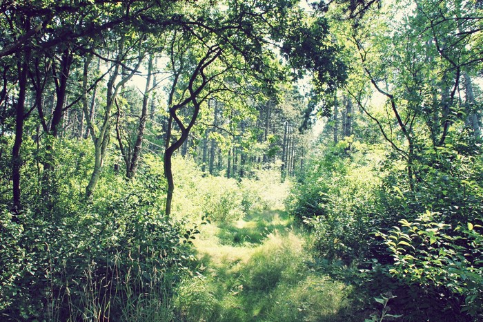 Sunlight filtering through trees in a green forest