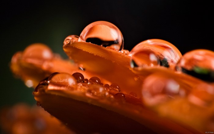 Macro photography of water droplets on orange flower petals