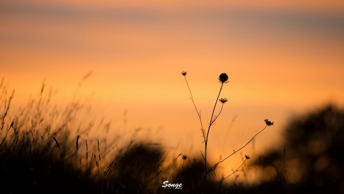 Silhouette of plants against a sunset sky