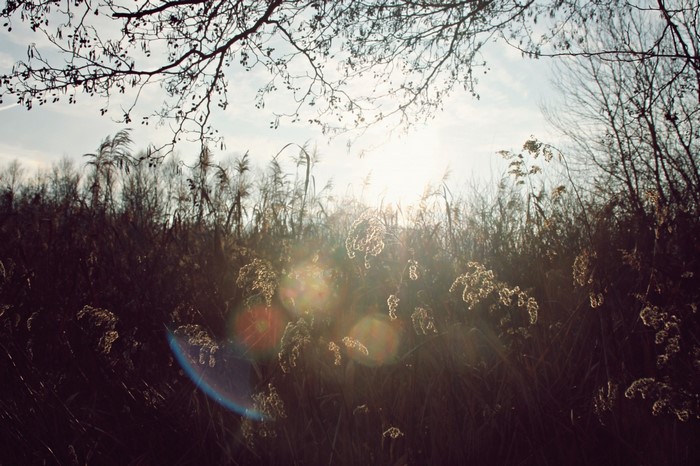 Sunlight filtering through dry plants and trees
