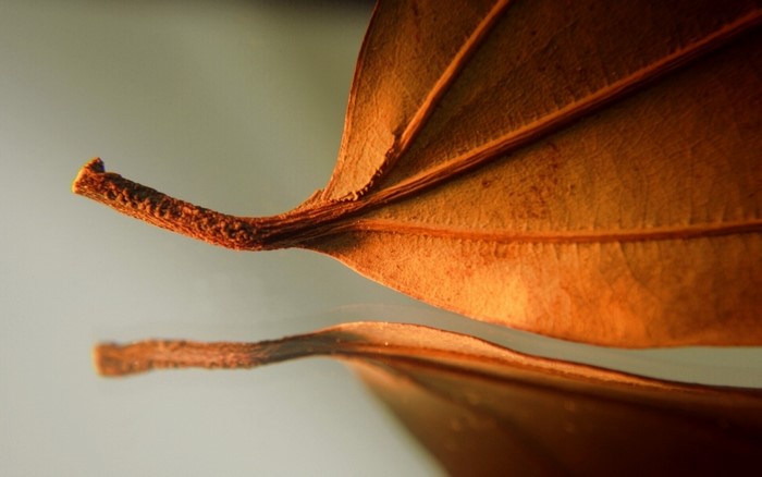 Macro shot of a dry brown leaf stem and reflection