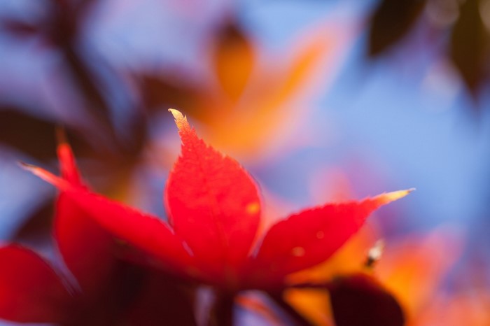 Close-up of a red maple leaf with blurred background