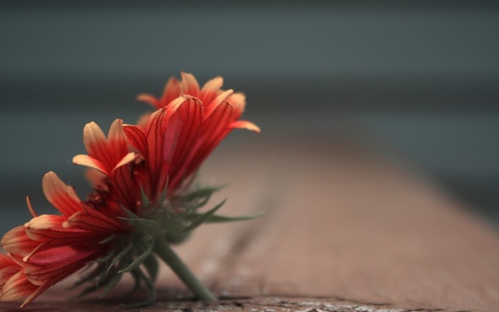 Red and yellow flower on a wooden surface