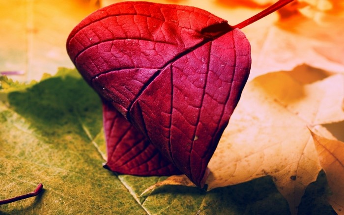 Close up of red autumn leaf on other leaves