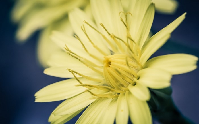 Close-up of a yellow flower with a dark blue background
