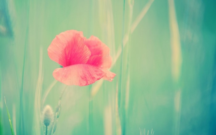Close-up of a pink poppy flower with green background