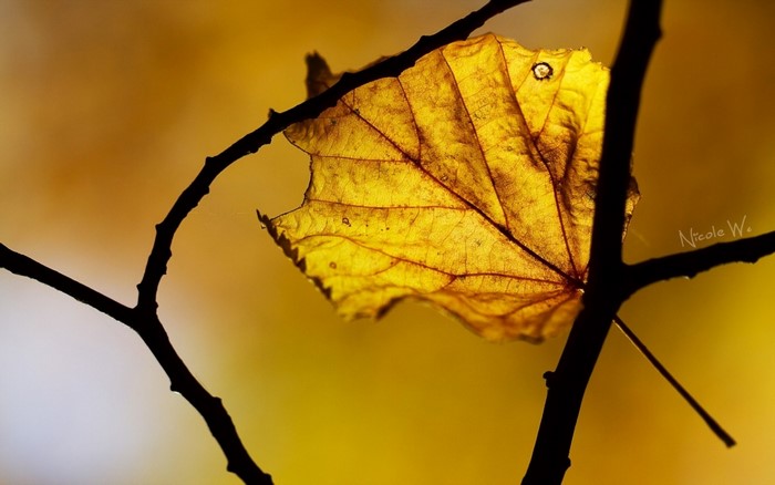 Backlit yellow autumn leaf on a dark branch