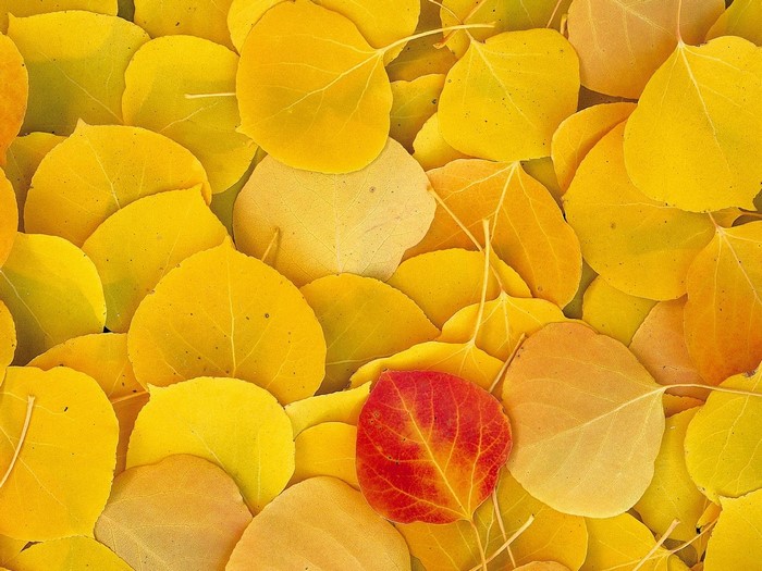 Close-up of fallen autumn leaves with one red leaf