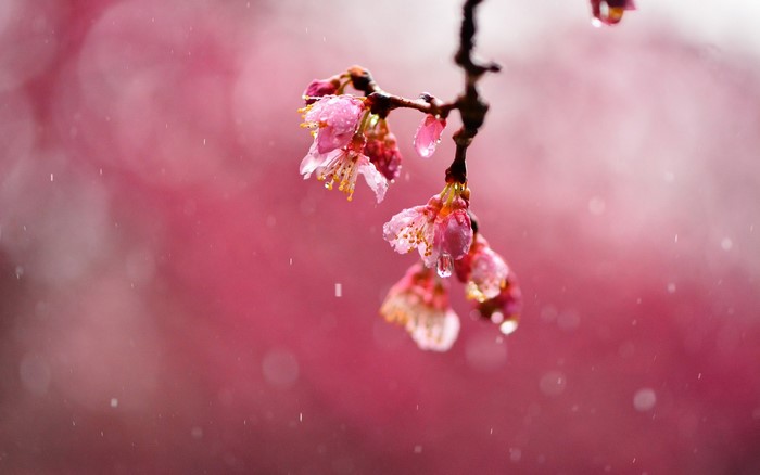 Pink cherry blossoms with water drops in rain