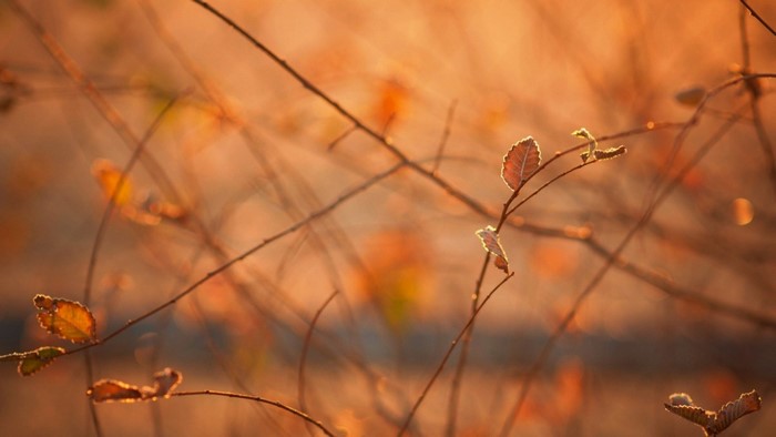 Autumn leaves on branches in warm sunset light