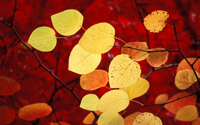 Yellow and orange leaves on branches against red background