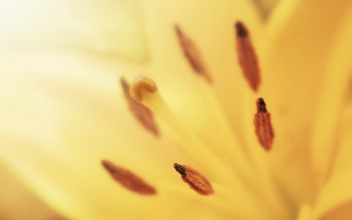 Close-up of yellow lily stamen and pistil