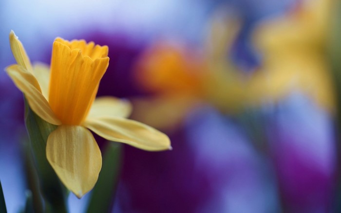 Close-up of a yellow daffodil flower with blurred background