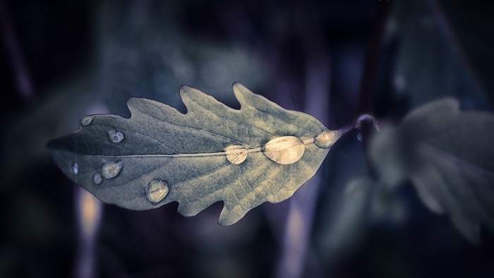 Close-up of a leaf with water drops