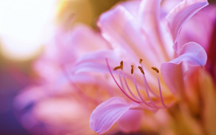 Close-up of a pink flower with stamens
