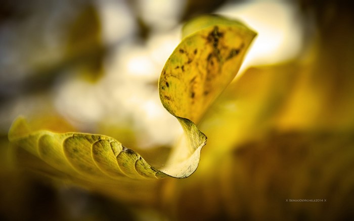 Close-up of a yellow leaf with brown spots