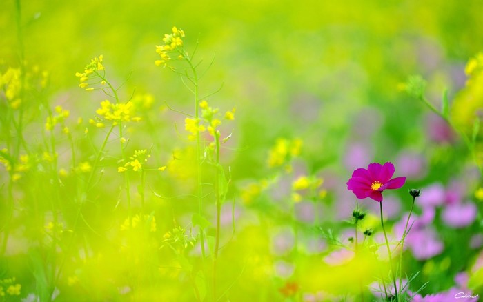 Vibrant Field with Yellow and Pink Flowers in Sunlight