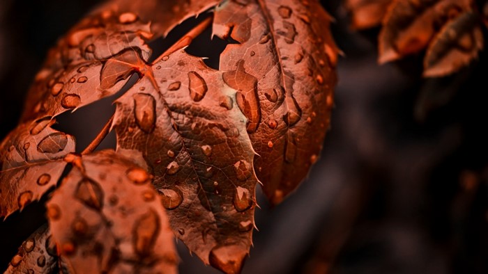 Close-up of wet brown leaves with water droplets