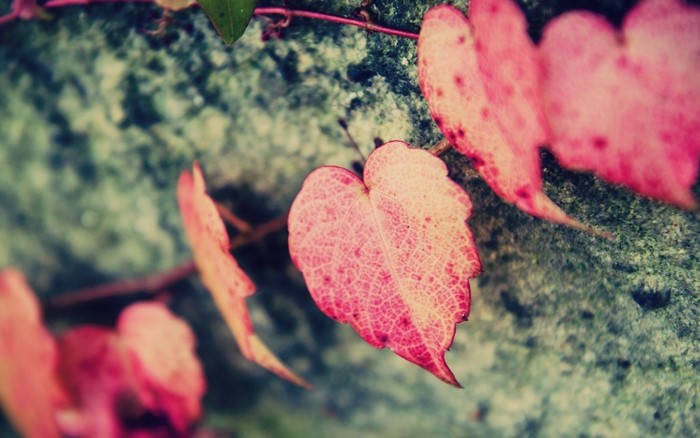 Close up of pink ivy leaves on a stone wall