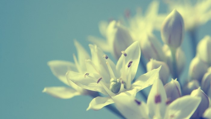 Close-up of white flowers with blue background