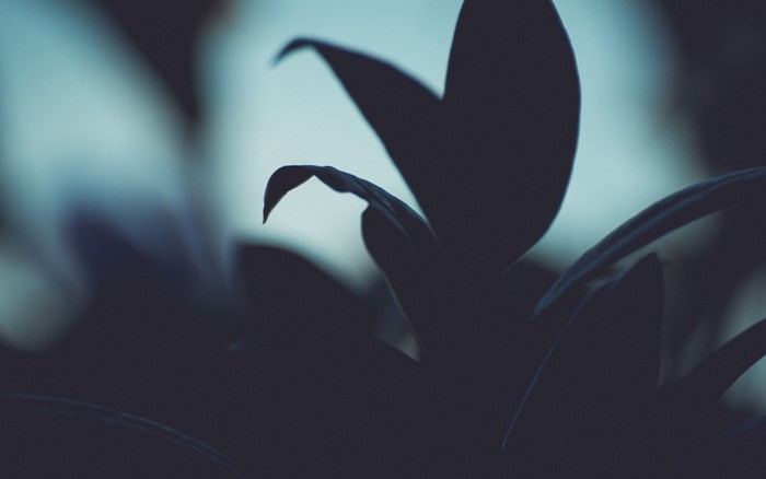 Dark silhouette of leaves with blurred background