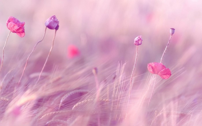 Delicate Pink and Purple Flowers in Soft Focus