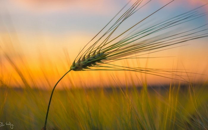 Barley stalk against a sunset sky