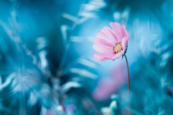 Pink cosmos flower in blue nature